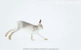 Attēlu rezultāti vaicājumam “Lepus timidus”