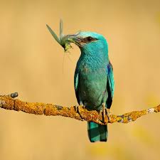 Attēlu rezultāti vaicājumam “Coracias garrulus adult”