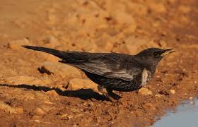 Image result for Turdus torquatus