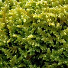 Attēlu rezultāti vaicājumam “Callicladium haldanianum”