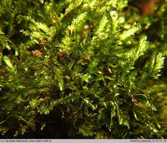 Attēlu rezultāti vaicājumam “Neckera pennata sporophyte”