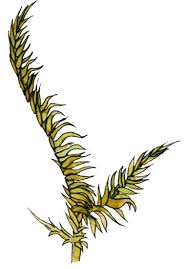 Attēlu rezultāti vaicājumam “Conardia compacta”