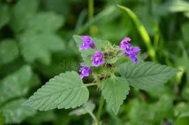 Attēlu rezultāti vaicājumam “Galeopsis bifida flower”