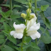 Attēlu rezultāti vaicājumam “Antirrhinum majus”