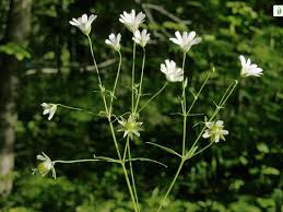 Attēlu rezultāti vaicājumam “Stellaria holostea flower”