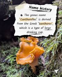 Attēlu rezultāti vaicājumam “Cantharellus cibarius”