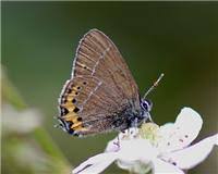 Attēlu rezultāti vaicājumam “Satyrium pruni”