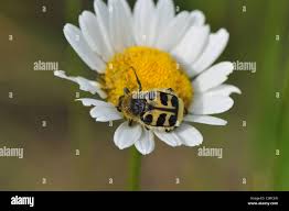 Attēlu rezultāti vaicājumam “Trichius fasciatus imago”