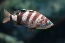 Image result for Diplodus cervinus