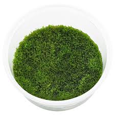 Attēlu rezultāti vaicājumam “Riccardia incurvata”