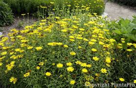 Image result for Buphthalmum salicifolium