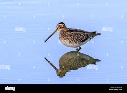 Attēlu rezultāti vaicājumam “Gallinago gallinago”