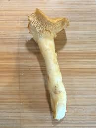 Attēlu rezultāti vaicājumam “Hydnum rufescens”