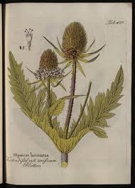 Image result for Dipsacus laciniatus