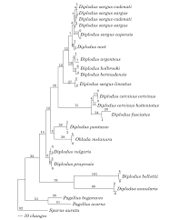 Image result for Diplodus capensis
