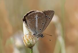 Attēlu rezultāti vaicājumam “Agrodiaetus amandus male”