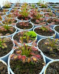 Attēlu rezultāti vaicājumam “Drosera intermedia”