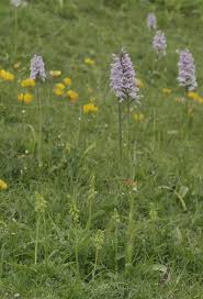 Attēlu rezultāti vaicājumam “Herminium monorchis flower”