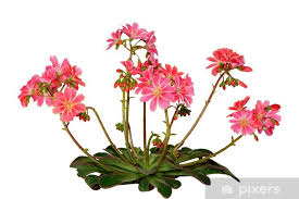 Image result for Bitterwurz