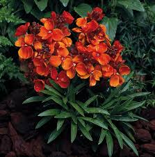 Image result for Cheiranthus cheiri