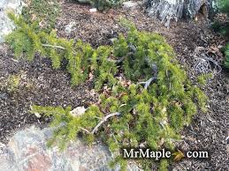 Attēlu rezultāti vaicājumam “Pinus banksiana”