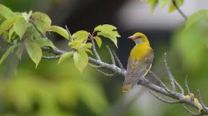 Attēlu rezultāti vaicājumam “Oriolus oriolus female”