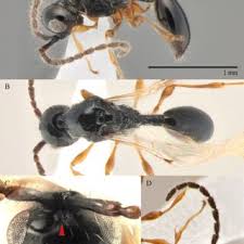 Attēlu rezultāti vaicājumam “Ommatoiulus vilnensis”