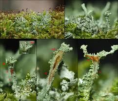 Attēlu rezultāti vaicājumam “Cladonia ramulosa”