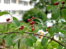 Attēlu rezultāti vaicājumam “Lonicera xylosteum fruit”