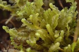 Attēlu rezultāti vaicājumam “Harpanthus flotovianus”