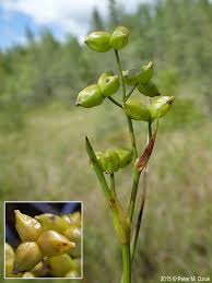 Attēlu rezultāti vaicājumam “Stachys palustris fruit”