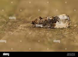 Attēlu rezultāti vaicājumam “Hedya nubiferana”