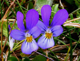 Attēlu rezultāti vaicājumam “Viola tricolor subsp. curtisii leaf”