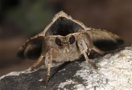 Attēlu rezultāti vaicājumam “Lygephila viciae”