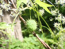Attēlu rezultāti vaicājumam “Echinocystis lobata leaf”