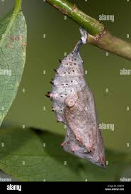 Attēlu rezultāti vaicājumam “Nymphalis pupa”