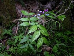 Attēlu rezultāti vaicājumam “Lathyrus vernus leaf”
