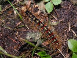Attēlu rezultāti vaicājumam “Lymantria dispar larva”