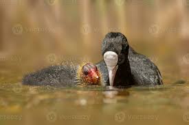 Attēlu rezultāti vaicājumam “Fulica atra adult”