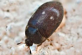 Attēlu rezultāti vaicājumam “Attagenus pellio”