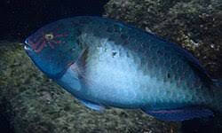 Image result for Calotomus carolinus