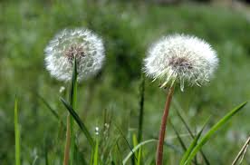 Image result for diente de leon