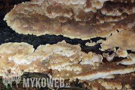 Attēlu rezultāti vaicājumam “Physisporinus vitreus”