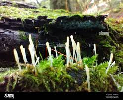 Attēlu rezultāti vaicājumam “Eocronartium muscicola”