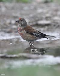 Attēlu rezultāti vaicājumam “Carduelis cannabina”