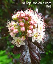 Attēlu rezultāti vaicājumam “Physocarpus opulifolius”
