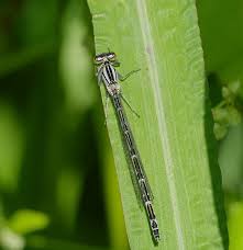 Attēlu rezultāti vaicājumam “Enallagma cyathigerum male”