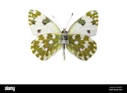 Attēlu rezultāti vaicājumam “Pontia edusa upperside”