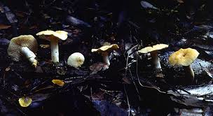 Attēlu rezultāti vaicājumam “Hydnum sp.”