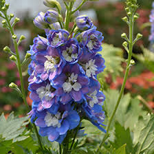 Image result for Delphinium